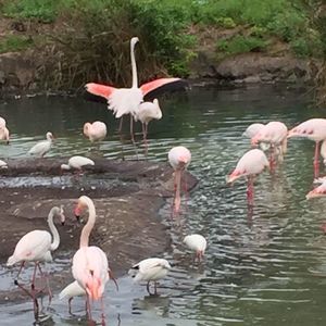 Meet your Posher, Diane